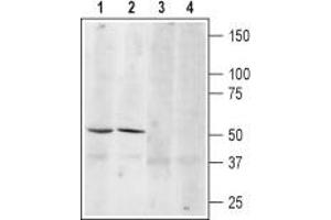 Western blot analysis of mouse (lanes 1 and 3) and rat (lanes 2 and 4) brain lysates: - 1,3. (ADRB3 antibody  (2nd Extracellular Loop, Cys186))