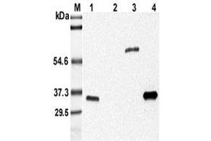 Western blot analysis using anti-Adiponectin (mouse), mAb (MADI 04)  at 1:5'000 dilution. (ADIPOQ antibody)