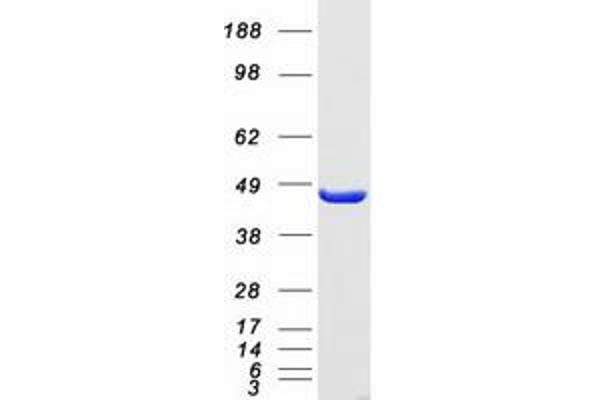 EIF4A1 Protein (Myc-DYKDDDDK Tag)