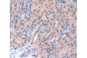 IHC-P analysis of Kidney tissue, with DAB staining. (Geminin antibody  (AA 8-206))