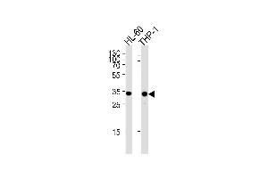 Western blot analysis in HL-60,THP-1 cell line lysates (35ug/lane). (MDH1 antibody  (C-Term))