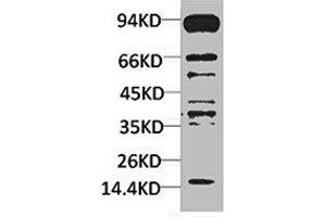 Western blot analysis of Hela using Pan Methylated Lysine Monoclonal Antibody. (Methylated Lysine antibody)