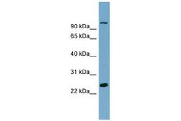SEMA3D antibody  (AA 611-660)