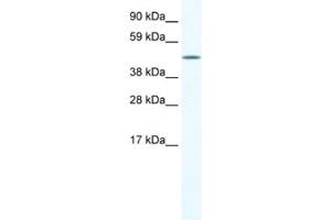 Western Blotting (WB) image for anti-A830039H10RIK antibody (ABIN2461544) (A830039H10RIK antibody)