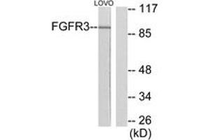 Western Blotting (WB) image for anti-Fibroblast Growth Factor Receptor 3 (FGFR3) (AA 131-180) antibody (ABIN2889195) (FGFR3 antibody  (AA 131-180))