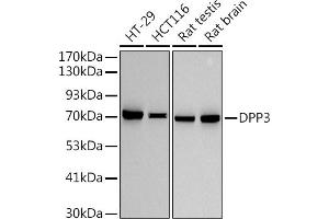 Western blot analysis of extracts of various cell lines, using (ABIN7266782) at 1:500 dilution. (DPP3 antibody)