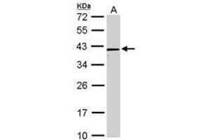 Image no. 1 for anti-Nanog Homeobox (NANOG) (AA 109-300) antibody (ABIN467421) (Nanog antibody  (AA 109-300))