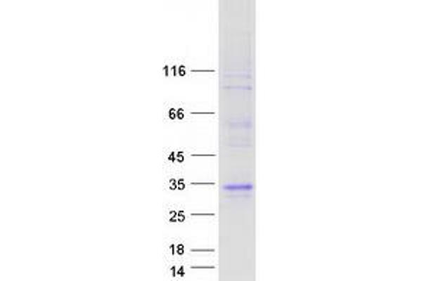 LCN9 Protein (Myc-DYKDDDDK Tag)