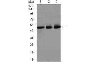 Western blot analysis using E2F1 mouse mAb against HeLa (1), SK-N-SH (2), and NIH3T3 (3) cell lysate. (E2F1 antibody  (AA 69-223))