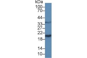 Western Blot; Sample: Mouse Liver lysate; Primary Ab: 5µg/ml Rabbit Anti-Bovine GAL9 Antibody Second Ab: 0. (Galectin 9 antibody  (AA 17-148))