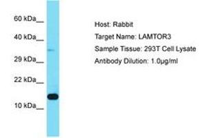 Image no. 1 for anti-Mitogen-Activated Protein Kinase Kinase 1 Interacting Protein 1 (MAPKSP1) (AA 13-62) antibody (ABIN6750441) (MAPKSP1 antibody  (AA 13-62))