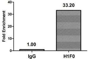 Chromatin Immunoprecipitation Hela (4*10 6 ) were treated with Micrococcal Nuclease, sonicated, and immunoprecipitated with 5 μg anti-H1F0 (ABIN7139608) or a control normal rabbit IgG. (Histone H1-Like (LOC107807853) (meLys81) antibody)