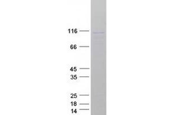 LIG3 Protein (Myc-DYKDDDDK Tag)