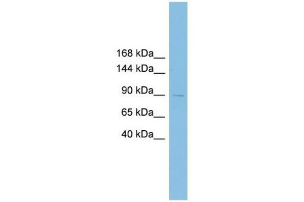 XRRA1 antibody  (N-Term)