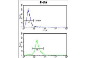 Flow cytometry analysis of Hela cells (bottom histogram) compared to a negative control cell (top histogram). (Dolichol Kinase antibody  (AA 312-339))