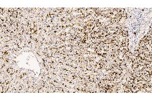 Human liver: immunohistochemical staining for CD13. (CD13 antibody  (C-Term, Extracellular Domain))