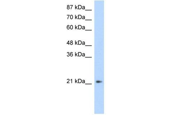 FERD3L antibody  (N-Term)