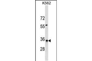 Western blot analysis in K562 cell line lysates (35ug/lane). (HMGCL antibody  (N-Term))