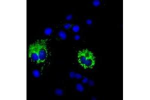 Anti-COX6A1 mouse monoclonal antibody (ABIN2452918) immunofluorescent staining of COS7 cells transiently transfected by pCMV6-ENTRY COX6A1 (RC210485). (COX6A1 antibody)