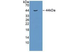 Detection of Recombinant IGF1, Gallus using Polyclonal Antibody to Insulin Like Growth Factor 1 (IGF1) (IGF1 antibody  (AA 28-153))