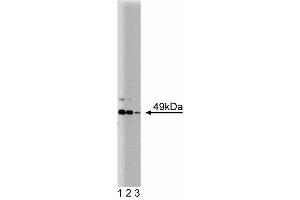 Western blot analysis of JNK/SAPK1 on PC12 cell lysate. (JNK/SAPK1 (Pan) (AA 264-415) antibody)