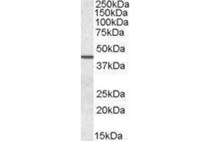 Western Blotting (WB) image for Septin 2 (SEPT2) peptide (ABIN370453) (Septin 2 (SEPT2) Peptide)