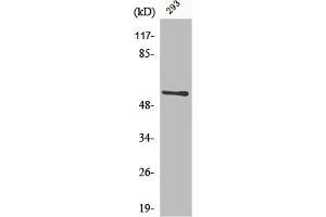 Western Blot analysis of 293 cells using CLK1 Polyclonal Antibody (CLK1 antibody  (Internal Region))