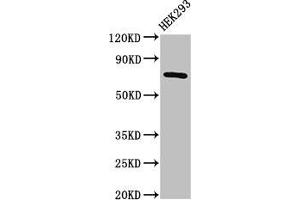 Western Blot Positive WB detected in: HEK293 whole cell lysate All lanes: AACS antibody at 2. (AACS antibody  (AA 435-598))
