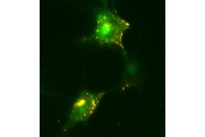 Immunocytochemistry (ICC) image for anti-HA-Tag (AA 98-108) antibody (ABIN1742498) (HA-Tag antibody  (AA 98-108))