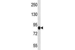 NLRP6antibody western blot analysis in human placenta tissue lysate. (NLRP6 antibody  (AA 168-197))