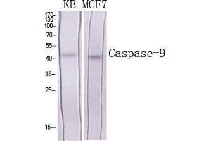 Western Blot (WB) analysis of specific cells using Caspase-9 Polyclonal Antibody. (Caspase 9 antibody  (Ser203))
