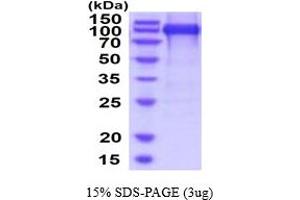 SDS-PAGE (SDS) image for Leukemia Inhibitory Factor Receptor alpha (LIFR) (AA 45-833) protein (His tag) (ABIN5854526) (LIFR Protein (AA 45-833) (His tag))