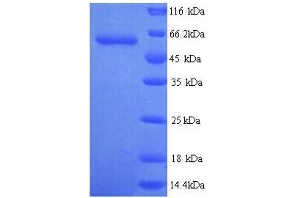 Glypican 6 Protein (GPC6) (AA 24-529) (His tag)