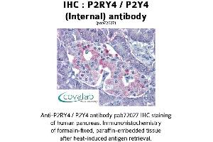 Image no. 1 for anti-Pyrimidinergic Receptor P2Y, G-Protein Coupled, 4 (P2RY4) (Internal Region) antibody (ABIN1737766) (P2RY4 antibody  (Internal Region))