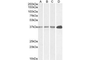 Western Blotting (WB) image for anti-Glyceraldehyde-3-Phosphate Dehydrogenase (GAPDH) (C-Term) antibody (ABIN185240)