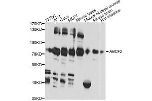 Western blot analysis of extracts of various cell lines, using ABCF2 antibody. (ABCF2 antibody)