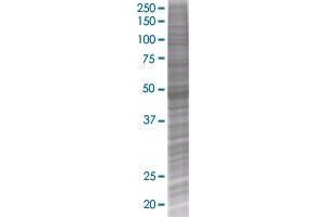 Western Blotting (WB) image for SH2D2A 293T Cell Transient Overexpression Lysate(Denatured) (ABIN1334373)