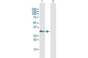 Western Blot analysis of PRG2 expression in transfected 293T cell line by PRG2 MaxPab polyclonal antibody. (PRG2 antibody  (AA 1-222))