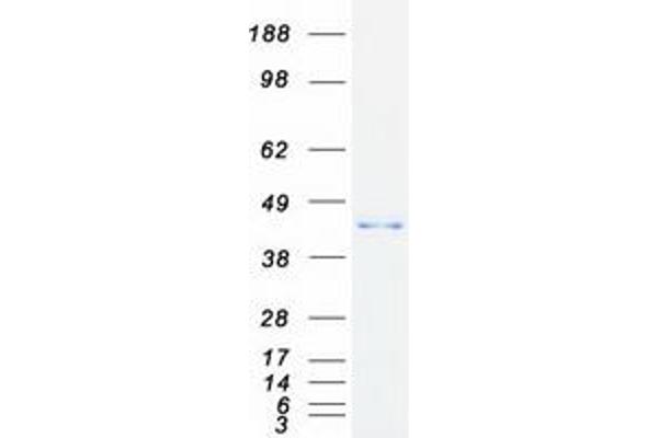 GNAT2 Protein (Myc-DYKDDDDK Tag)