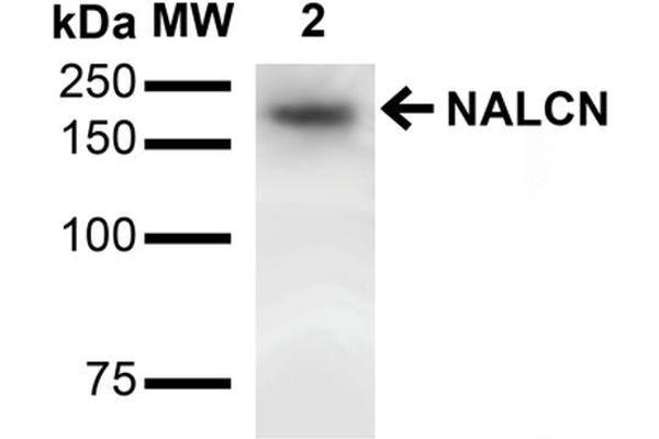 NALCN antibody  (AA 1659-1738) (PE)