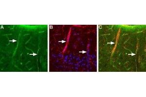 Expression of Aquaporin 4 in rat brain - Immunohistochemical staining of rat brain using Anti-Aquaporin 4 (AQP4) (300-314) Antibody (ABIN7042939, ABIN7045209 and ABIN7045210), (1:200). (Aquaporin 4 antibody  (C-Term, Intracellular))