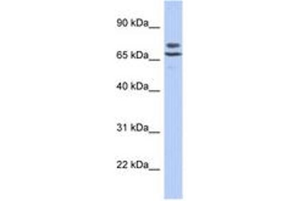 C3orf39 antibody  (N-Term)