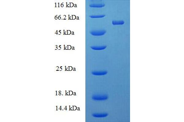 PTPRR Protein (AA 1-412, full length) (His-SUMO Tag)