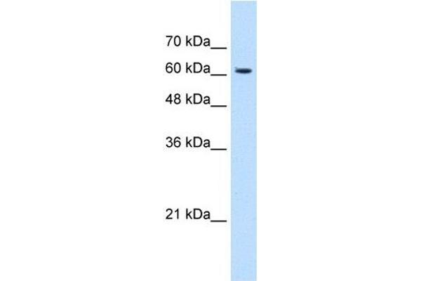 KIAA0319 antibody  (N-Term)