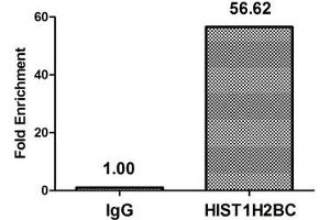 Chromatin Immunoprecipitation Hela (4*10 6 ) were treated with Micrococcal Nuclease, sonicated, and immunoprecipitated with 5 μg anti-HIST1H2BC (ABIN7139590) or a control normal rabbit IgG. (Histone H2B antibody  (meLys12))