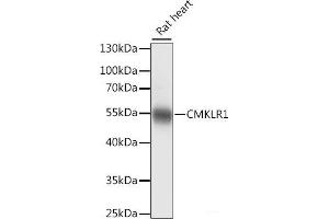 Western blot analysis of extracts of Rat heart using CMKLR1 Polyclonal Antibody at dilution of 1:1000. (CMKLR1 antibody)