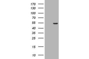 Image no. 1 for anti-CD4 (CD4) antibody (ABIN1497299) (CD4 antibody)