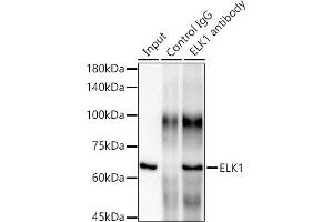 Immunoprecipitation analysis of 300 μg extracts of HeLa cells using 3 μg ELK1 antibody (ABIN7266917). (ELK1 antibody)