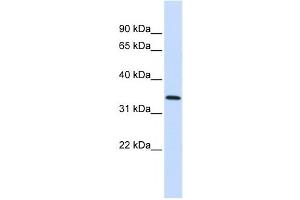 Western Blotting (WB) image for anti-Annexin A4 (ANXA4) antibody (ABIN2458252) (Annexin IV antibody)