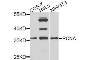 Western blot analysis of extracts of various cell lines, using PCNA antibody (ABIN3069396) at 1/1000 dilution. (PCNA antibody)